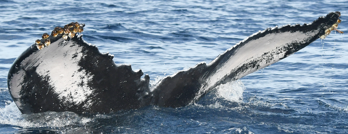 Fluke of HI23_0193