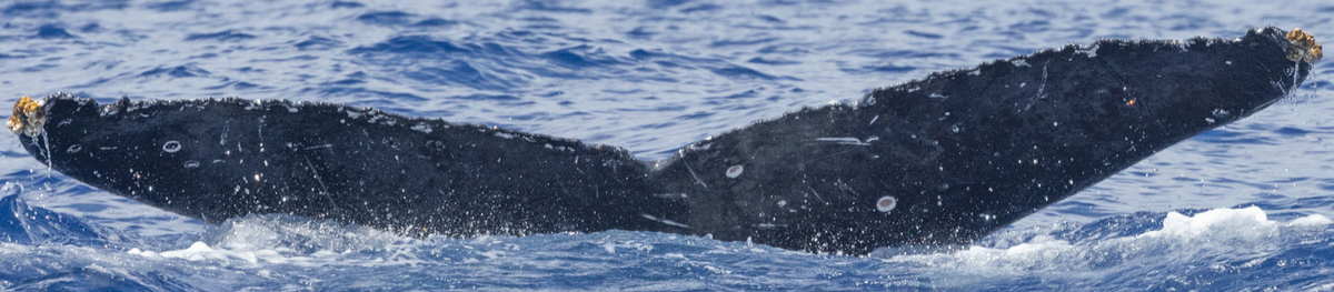 Fluke of HI23_0264