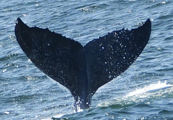 Fluke of Skipper (2025 calf of Zig Zag)