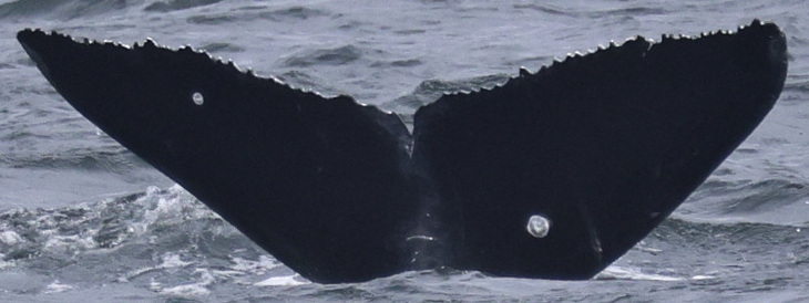 Fluke of 2025 calf of Olympus (WA/BC)