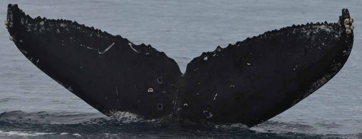 Fluke of BCX2534