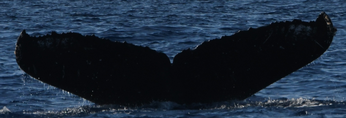 Fluke of HW-MN0445507
