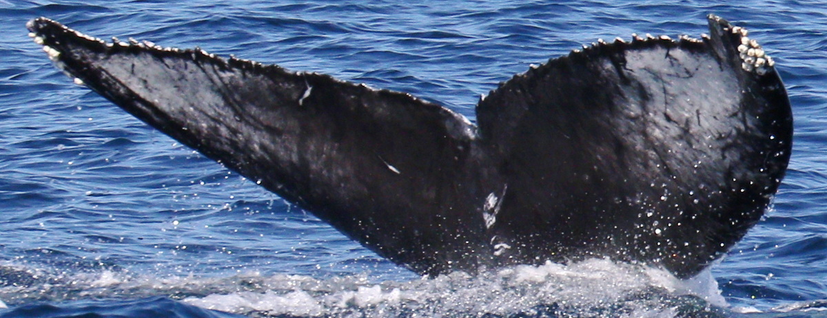 Fluke of CRC-22869