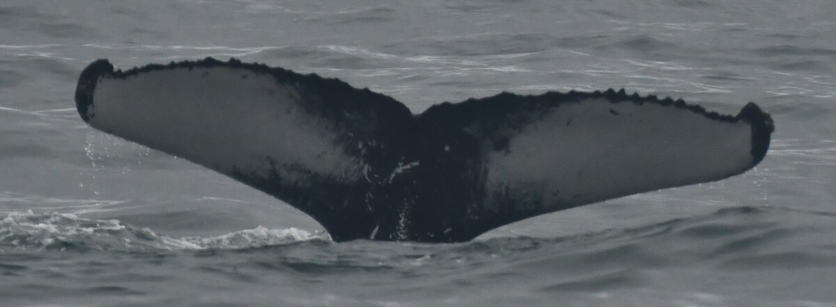 Fluke of Skipper (Husavik)