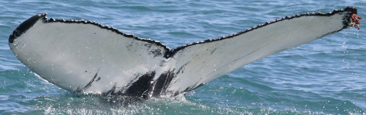 Fluke of Razende Roeland (Husavik)