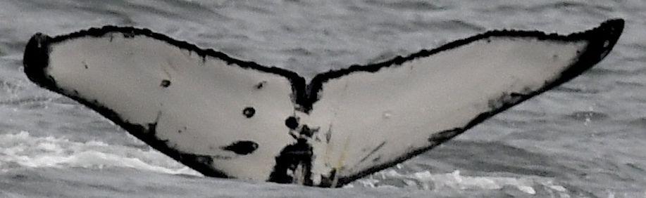 Fluke of Queen Fiona II (Salish Sea)