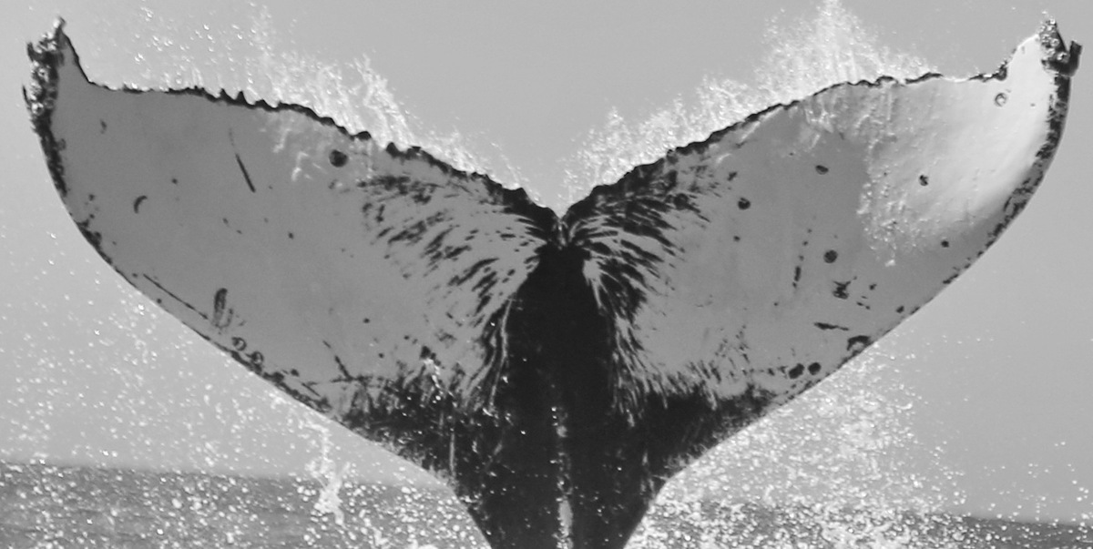 Fluke of CRC-11201