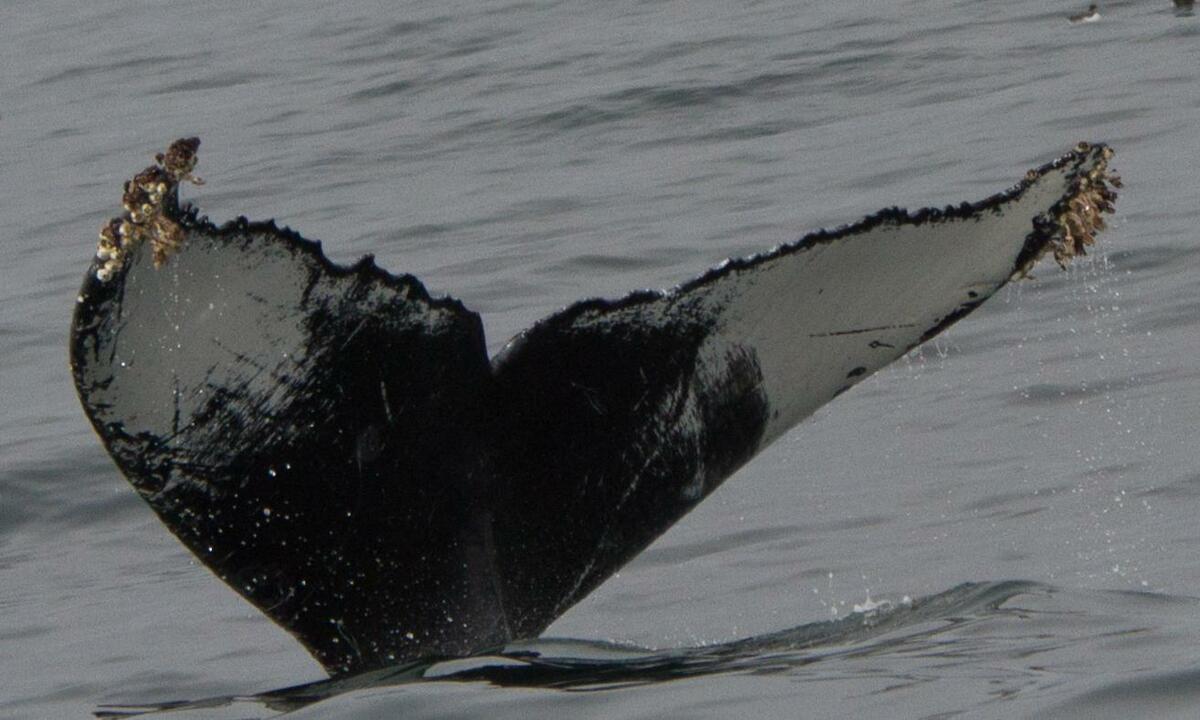 Fluke of CRC-12051