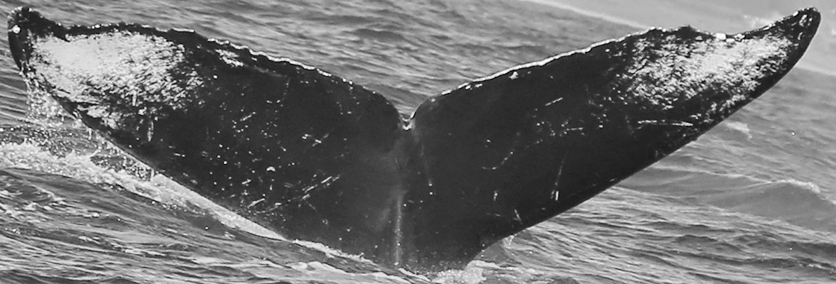 Fluke of CRC-10837