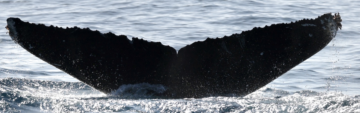 Fluke of Libre (California)