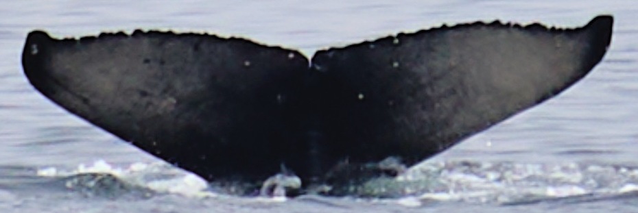 Fluke of 2024-2025 calf of Pepper's Mom aka Venus