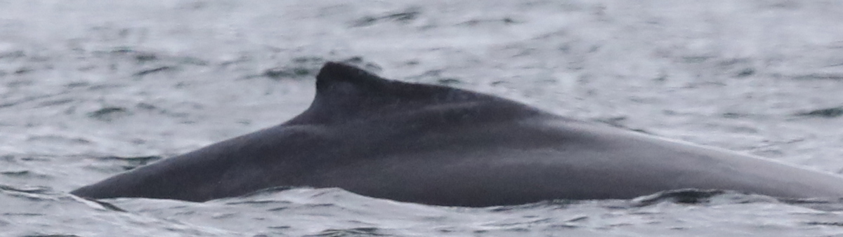 Fluke of 2025 calf of Europa aka Bounty (British Columbia)