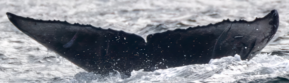 Fluke of Ash (2025 calf of Magma)
