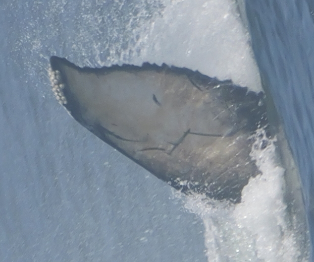 Fluke of 2025 calf of Smiley (Salish Sea)