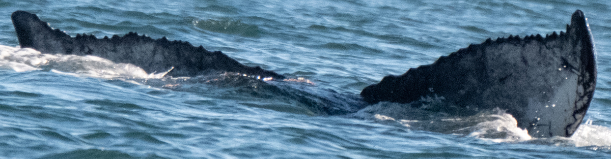 Fluke of 2025 calf of Graze (British Columbia)