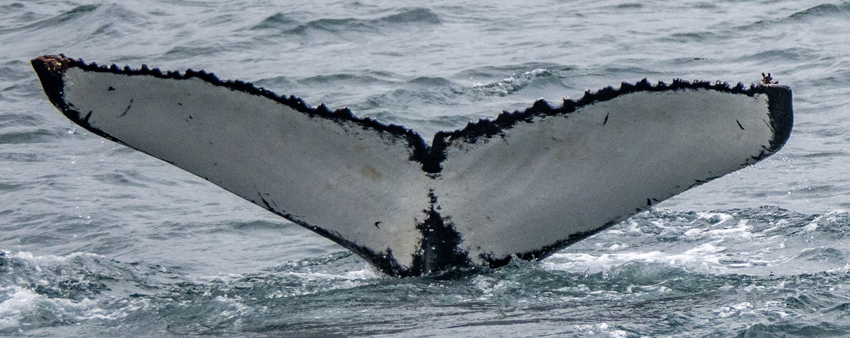 Fluke of Bob (Iceland)