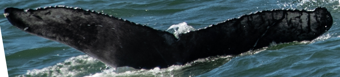 Fluke of 2025 calf of Kappa
