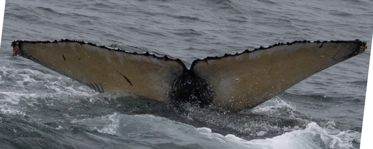Fluke of 2024-2025 calf of CRC-10902