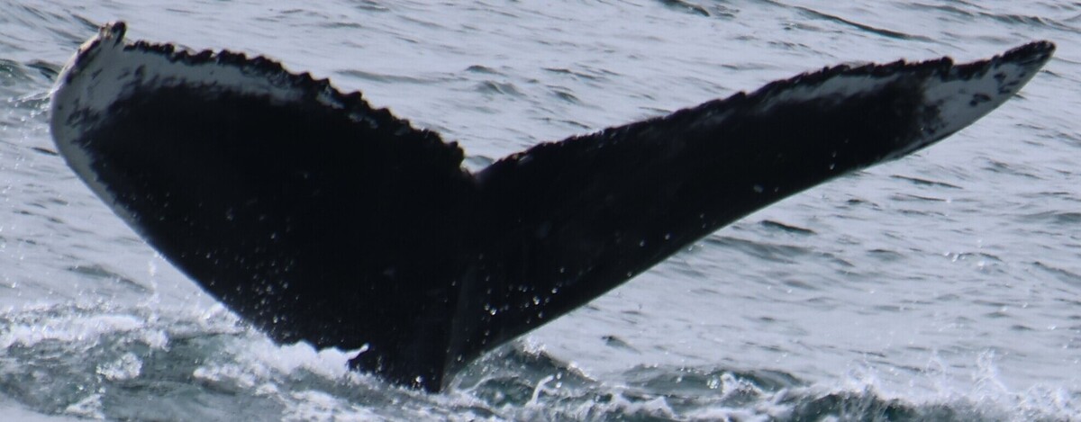 Fluke of CRC-22911