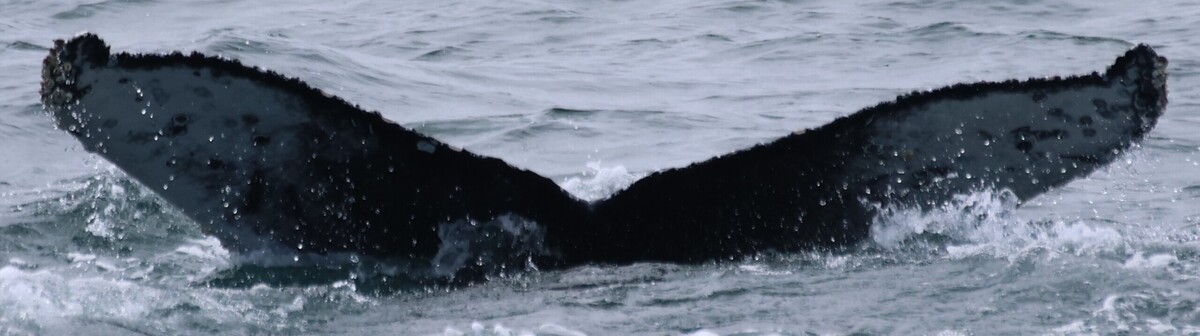 Fluke of CRC-22910