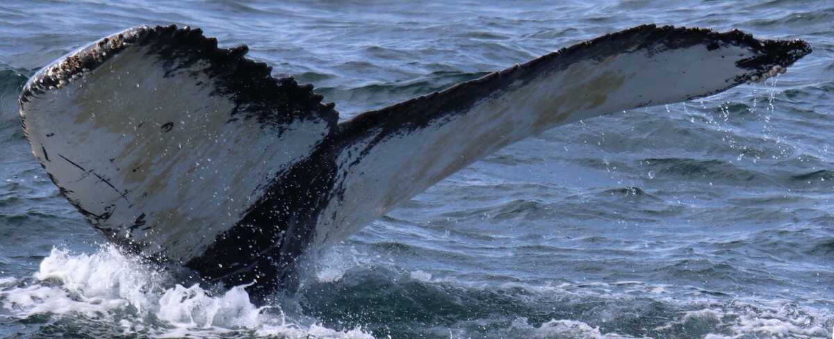 Fluke of CRC-22912
