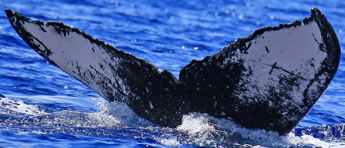 Fluke of HW-MN0445297