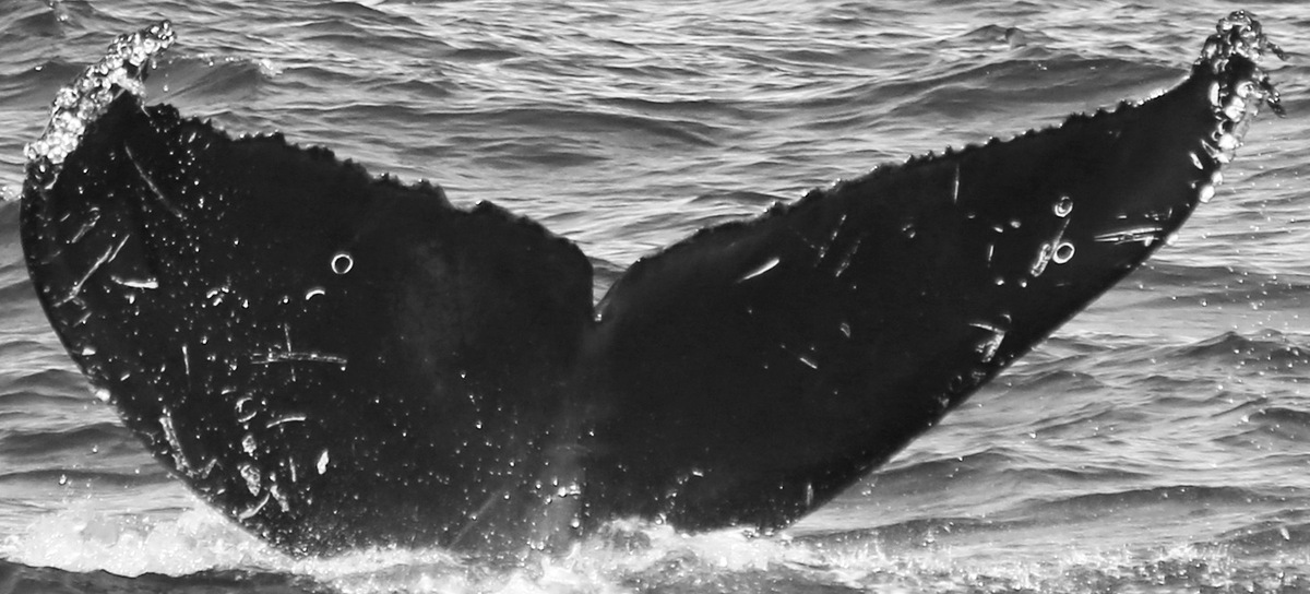 Fluke of CRC-12085