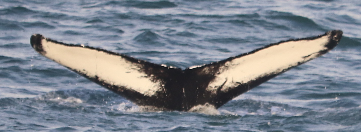Fluke of Flipperoni (Husavik)