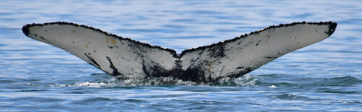 Fluke of Mikado (Husavik)