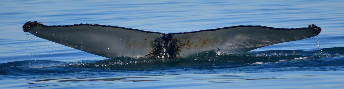 Fluke of Kyara (Husavik)