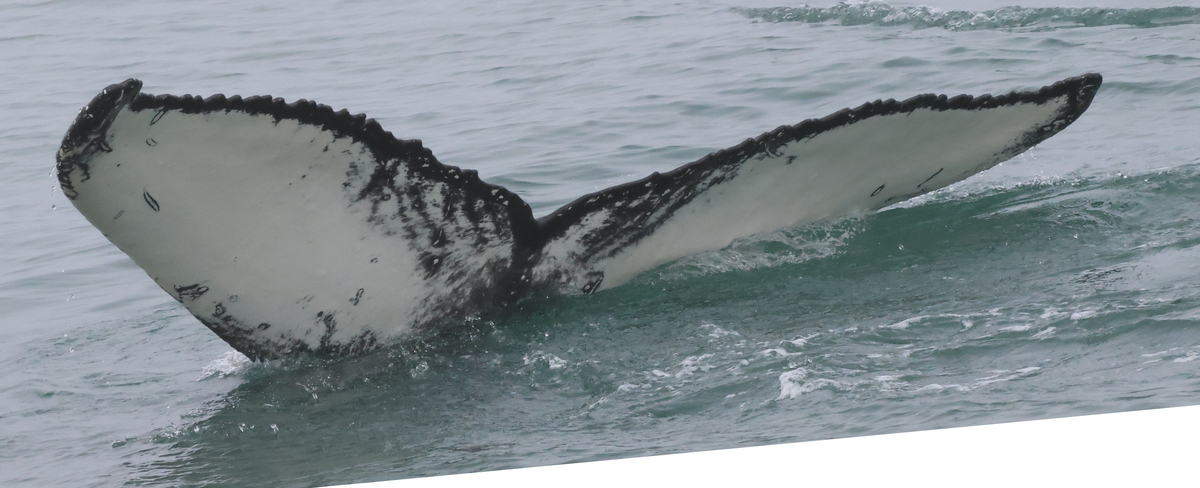 Fluke of Wika (Husavik)