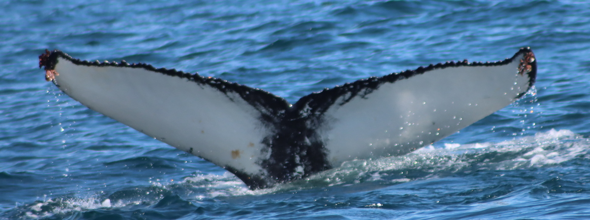 Fluke of HW-MN0104247