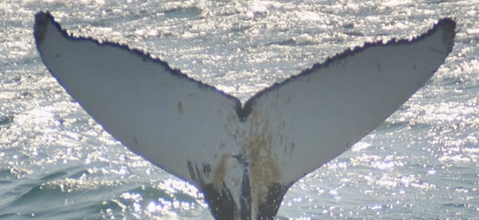 Fluke of HW-MN0104248
