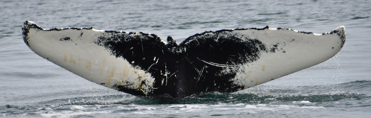 Fluke of HW-MN0104251