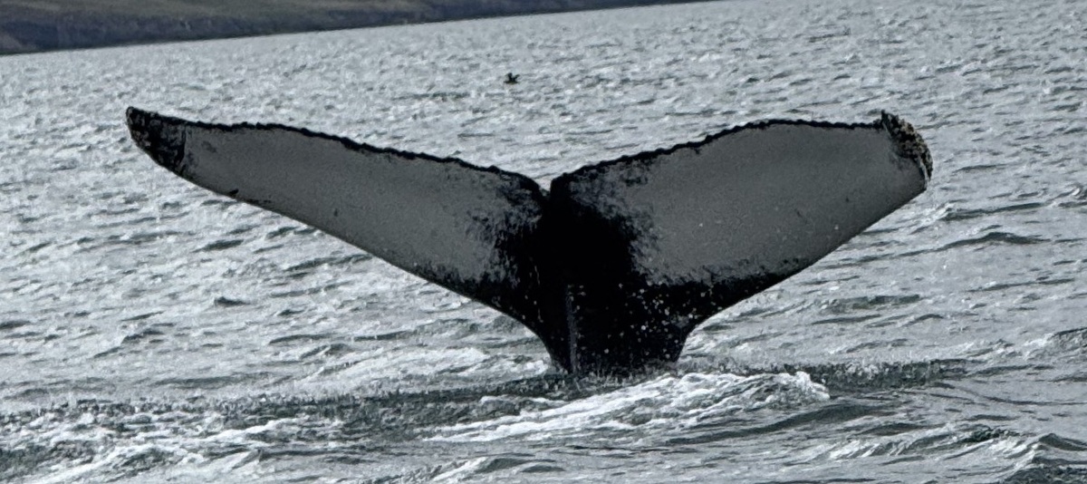Fluke of HW-MN0104255