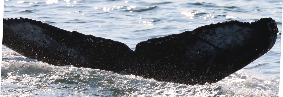 Fluke of HW-MN0104256