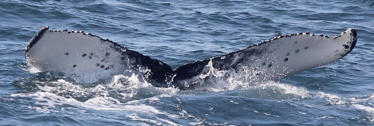 Fluke of HW-MN0104257