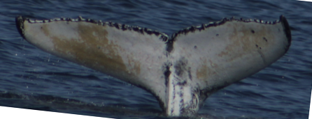 Fluke of HW-MN0104259