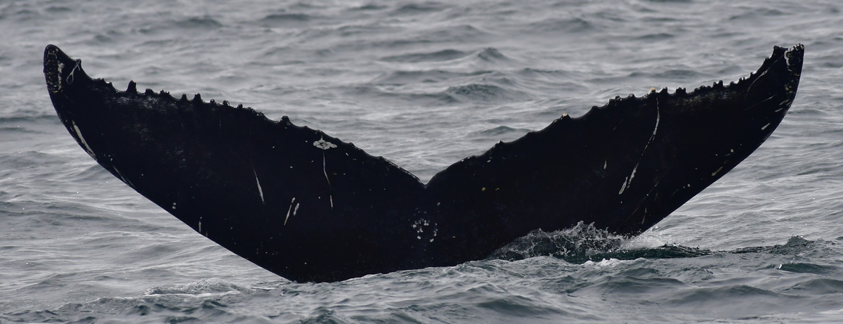 Fluke of Annet (Husavik)
