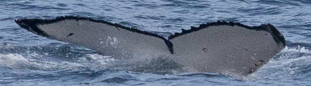 Fluke of HW-MN0104263