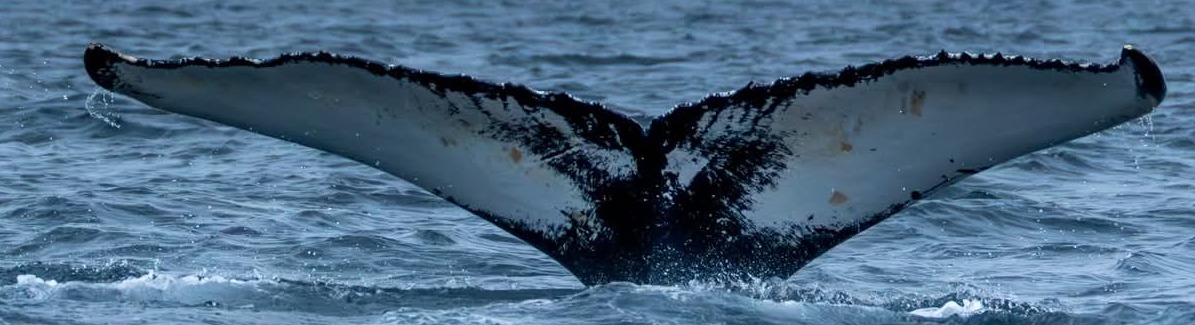Fluke of Sansa (Husavik)
