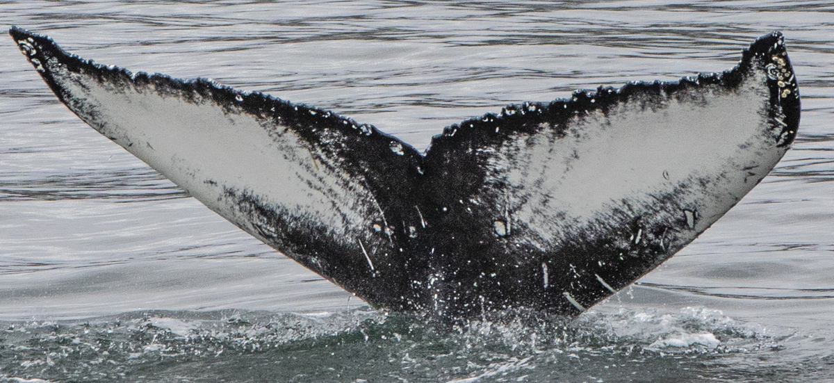 Fluke of HW-MN0104265