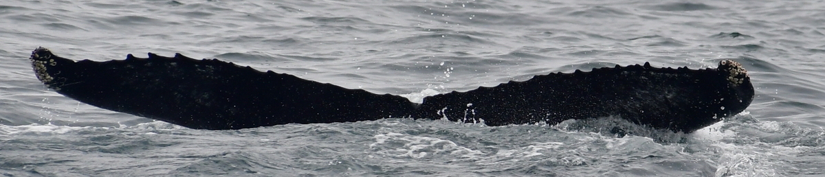 Fluke of HW-MN0104266
