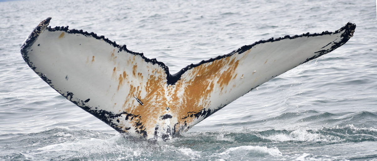 Fluke of HW-MN0104268