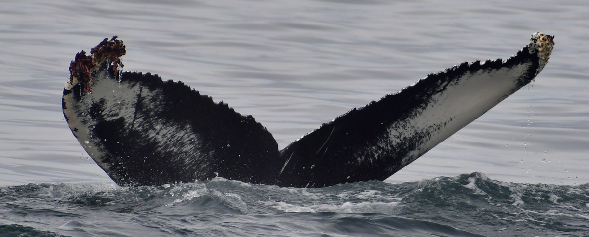 Fluke of HW-MN0104271