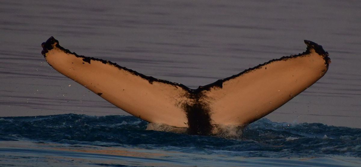 Fluke of Goldi (Husavik)