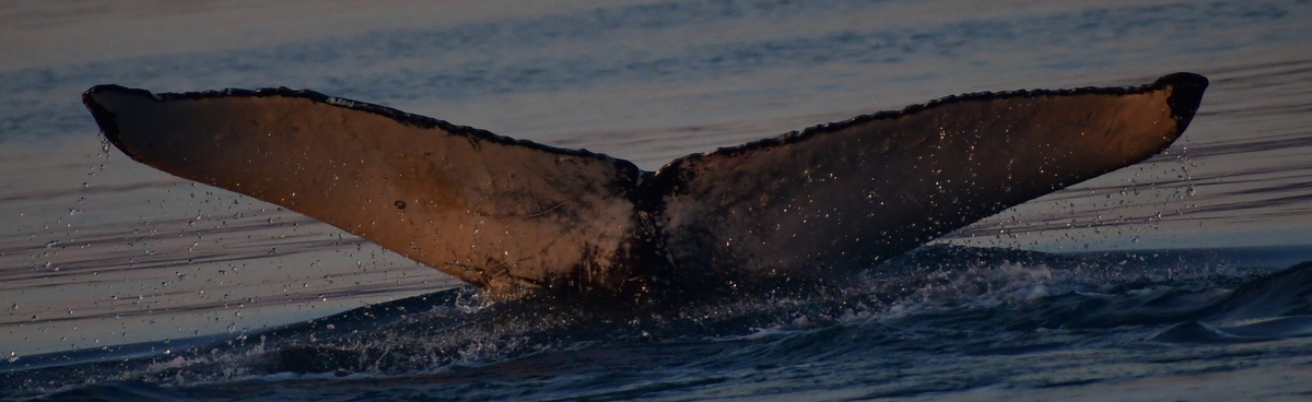 Fluke of Sherlock (Husavik)