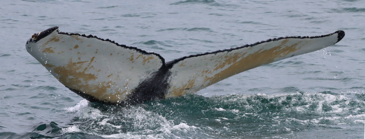 Fluke of HW-MN0104277