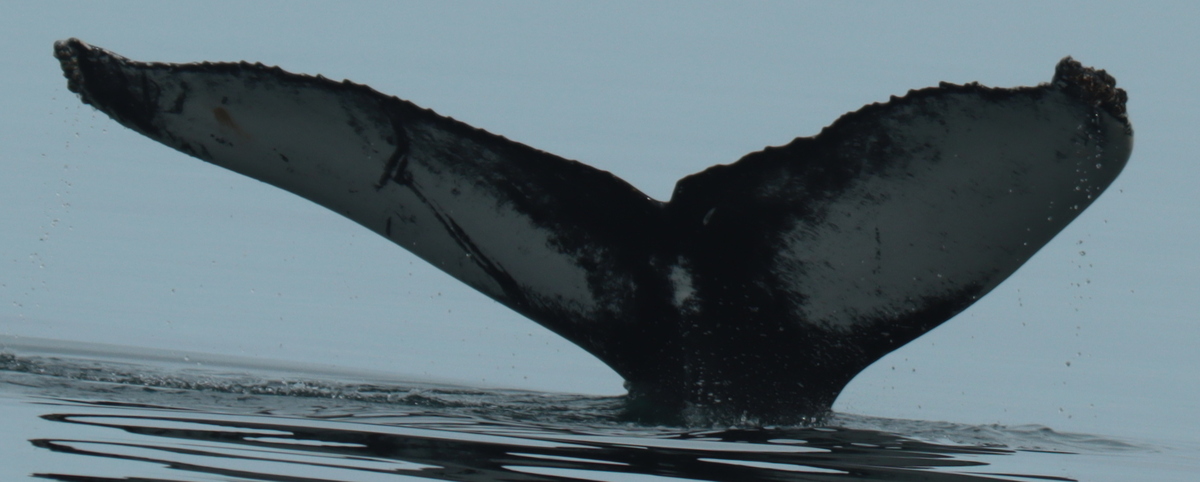 Fluke of HW-MN0104278