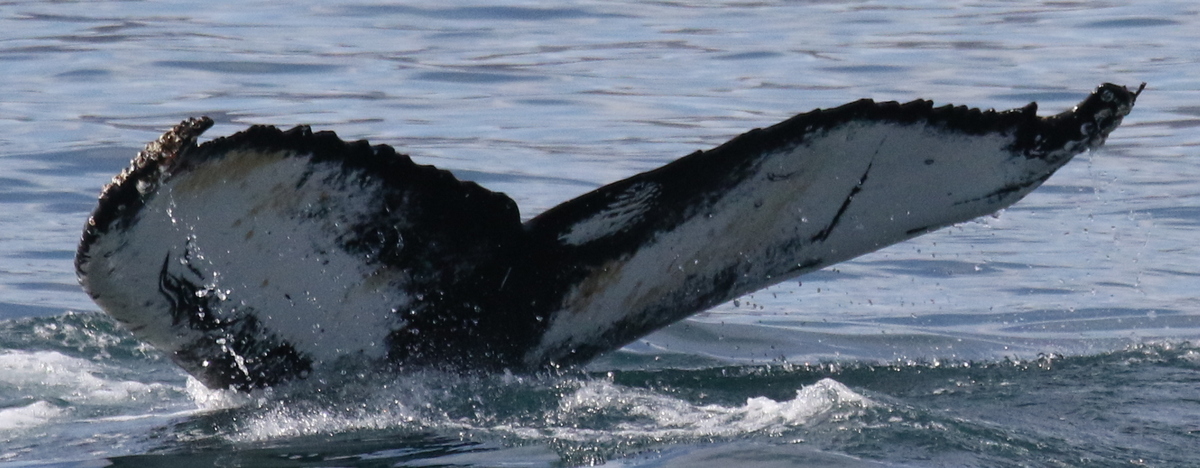 Fluke of HW-MN0104279